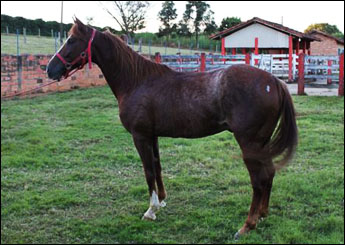 BORBA