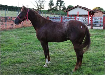 BORBA