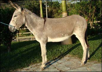JERUSKA TB
