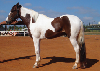 JERONIMO
