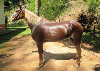 BRISA
