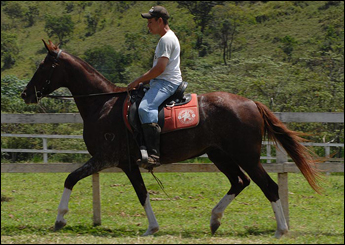 REGÊNCIA DAS MARIALVAS