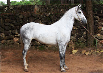 XISTO DA OGAR
