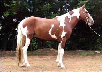 COMANCHE DO RANCHO DA SERRA