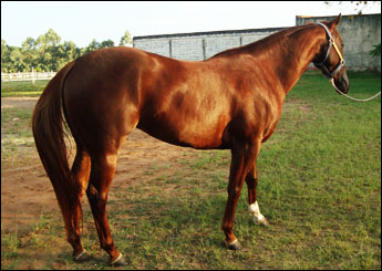 DANÇARINA LADY FLY (VENTRE)