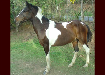 SAFADO DO RANCHO MACHADO