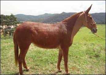 TURQUIA DA TAÇA