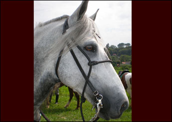 ZEUS DO ENCANTO HORSE