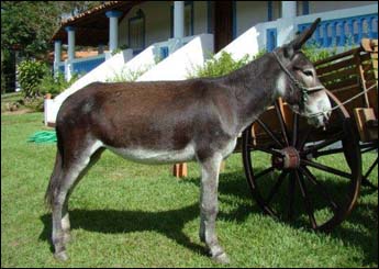 DONZELA TB