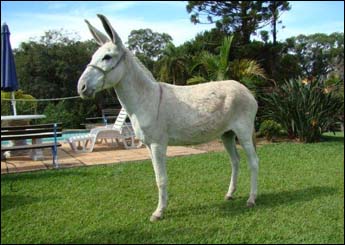 JACOBINA TB