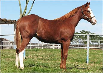 LUZEIRO SUN CL