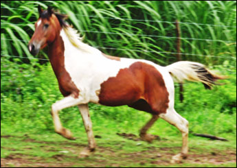 APACHE