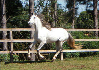XAVANTE VEGAS