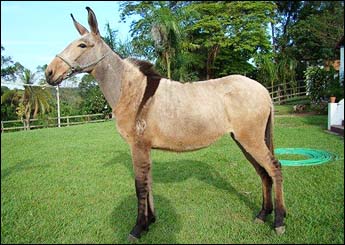 CAPITÚ TB