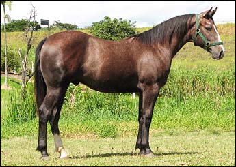 JUBILO WOOD CL