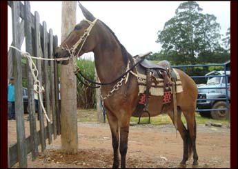 Sem nome Informado - 9054
