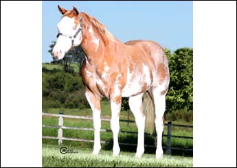 FLICKA ROYAL THUNDER RP
