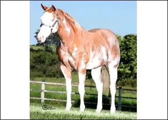 FLICKA ROYAL THUNDER RP