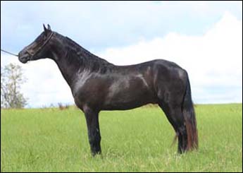 CARBONO 3L