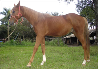 NIKKO DIAMOND