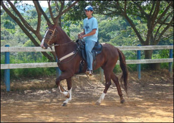 HIMALAIA IMPERADOR