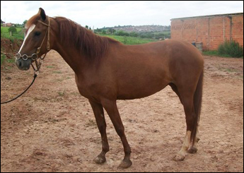 ÉGUA ALAZÃ