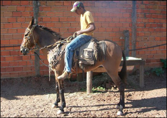 ALIANÇA
