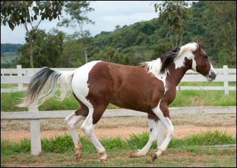 TUFF TARI HH