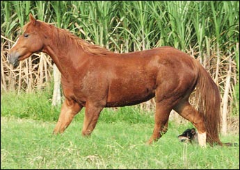 CROMO DOW JET WA