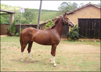 XAMÃ