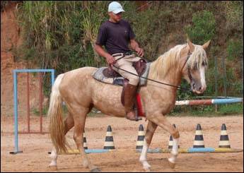MARAVILHA VHC