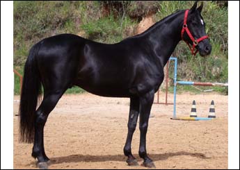 OURO NEGRO VHC