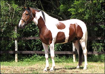 BARÃO DO CAL