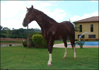 NETUNO DA JANGA