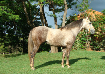 EOLO BEDUINO MF