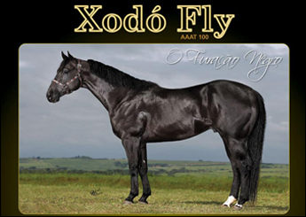 XODÓ FLY - AAAT100 (COBERTURA)