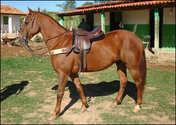 Sem nome Informado - 8850