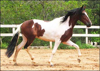 APACHE