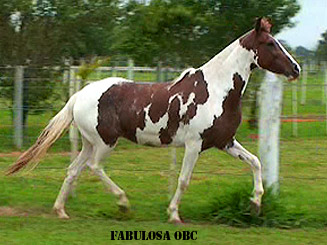 FABULOSA OBC
