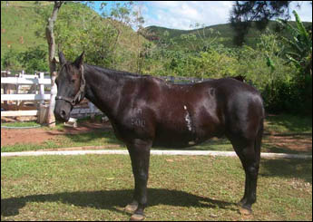 DIAMANTE