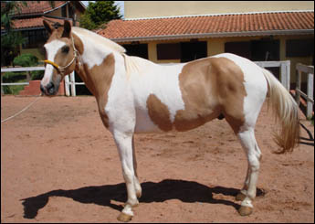 MINEIRO