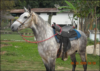 ECLIPSE REDENTOR SOFF