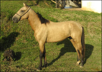 CHANGAI DA SH