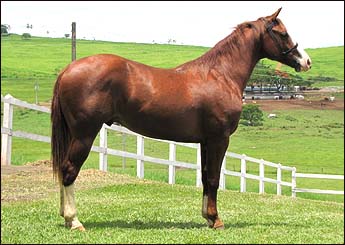 JOHNNIE DE GUADALUPE