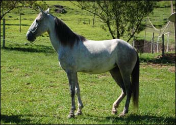 AMOROSA
