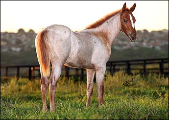 RED ROAN HEAVENS