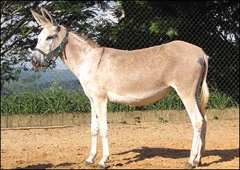 CHARRUÁ DA GERMÂNIA