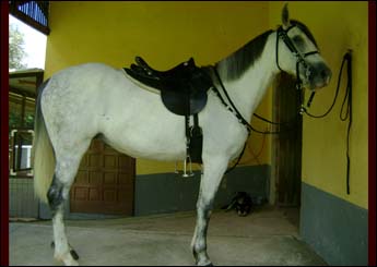 SARA DO GEREZIM