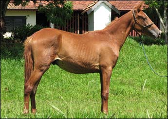 CAXAMBU CONHAQUE
