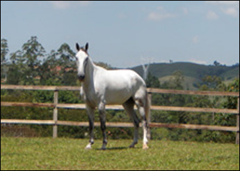 AMULETO DO BOM PENSAMENTO (VEGAS)